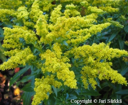 Solidago Canadensis-Ryhm 'Crown of Rays'